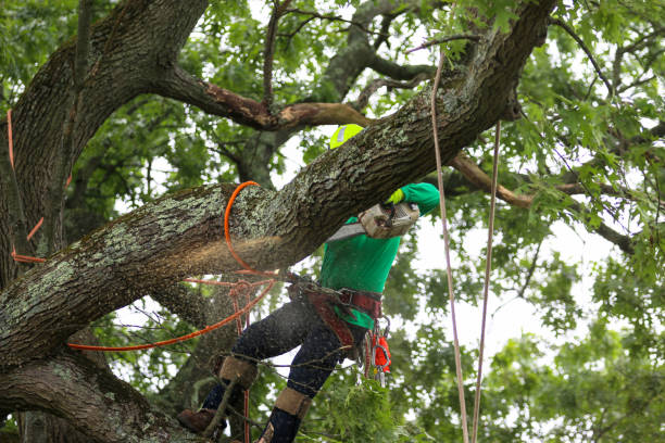 Best Tree Maintenance Programs  in Littlefield, TX